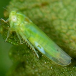Kyboasca bipunctata